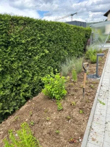 Frisch bepflanztes Gartenbeet mit Hecken und Stauden.