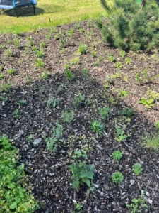 Junge Pflanzen wachsen in einer mit Mulch bedeckten Gartenfläche.