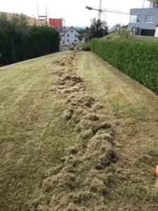 Rasenfläche nach dem Mähen mit aufgetürmtem Schnittgut.